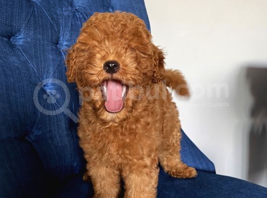 Muhteşem Toypoodle Bebekler görsel
