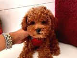 Güzel Yüzlü Red Toy Poodle Yavrular