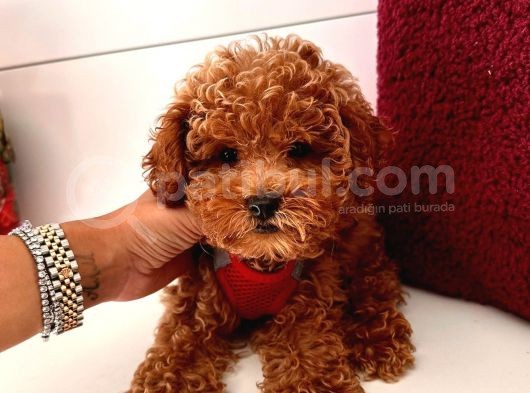 Güzel Yüzlü Red Toy Poodle Yavrular görsel