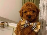 Irk Garantili Toypoodle Bebeklerimiz