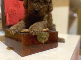 Red Brown Toy Poodle Oyuncak Bebekler