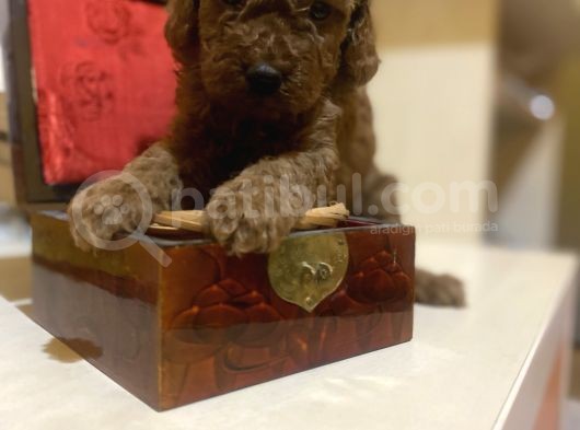 Red Brown Toy Poodle Oyuncak Bebekler