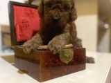 Red Brown Toy Poodle Oyuncak Bebekler
