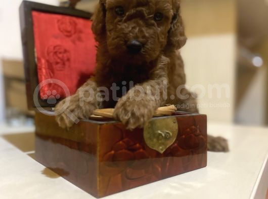Red Brown Toy Poodle Oyuncak Bebekler görsel