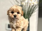 Maltipoo Mix Irk Yavrular