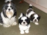 Shihtzu Kahve Beyaz Orjinal Safkan Basık Surat