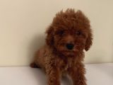 Ev Ortamında Büyüyen Toypoodle Yavrular