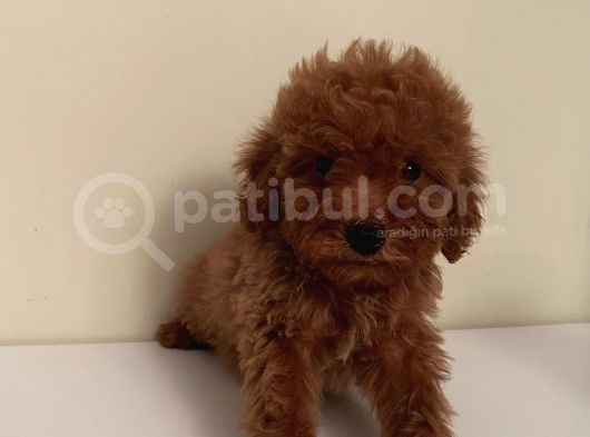 Ev Ortamında Büyüyen Toypoodle Yavrular görsel