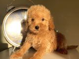 Ev Ortamında Büyüyen Toypoodle Yavrular