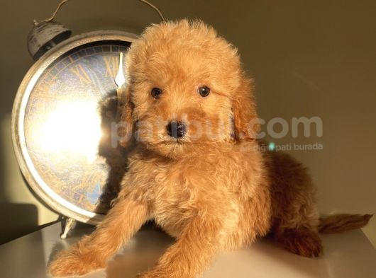 Ev Ortamında Büyüyen Toypoodle Yavrular görsel