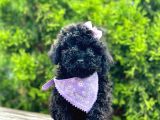 Black Nadir Renk Toy Poodle Yavrular