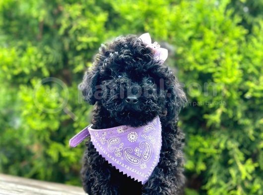 Black Nadir Renk Toy Poodle Yavrular