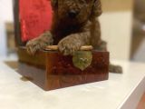 Red Brown Toy Poodle Oyuncak Bebekler
