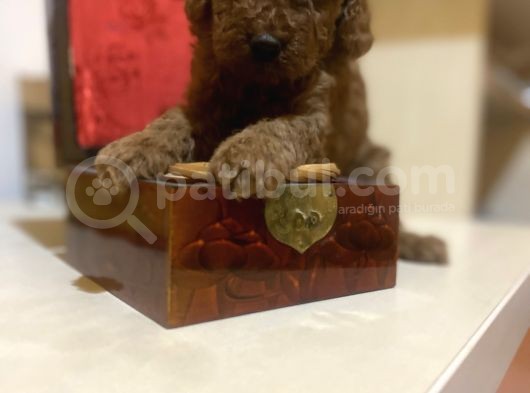 Red Brown Toy Poodle Oyuncak Bebekler görsel
