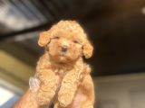 A Kali̇te Poodle Bebekler Çi̇ftli̇ği̇mi̇zden