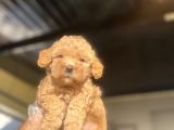 A Kali̇te Poodle Bebekler Çi̇ftli̇ği̇mi̇zden