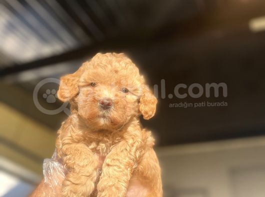 A Kali̇te Poodle Bebekler Çi̇ftli̇ği̇mi̇zden