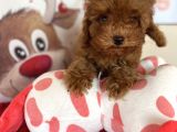 Toy Poodle Redbrown Safkan Orjinal Tüy Dökmez Garantili