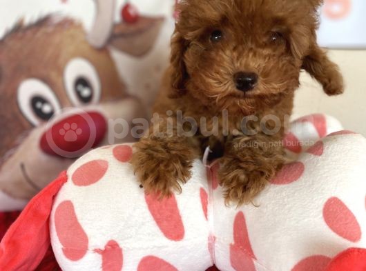 Toy Poodle Redbrown Safkan Orjinal Tüy Dökmez Garantili