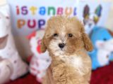 Malti̇poo F1 F2 Jenerasyon Tüy Dökmez Orjinal Safkan Garanti