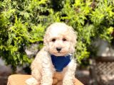 Krem-Beyaz Maltipoo Mini Boyut Yavrular