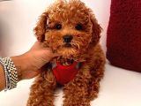 Safkan Toy Poodle Yavrular