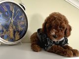 Karamelll.toypoodle’ın Bebekleri