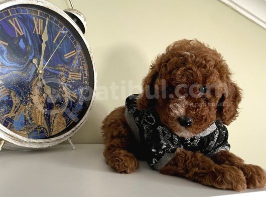 Karamelll.toypoodle’ın Bebekleri görsel