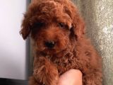 Ev Ortamında Büyüyen ToyPoodle Yavrular