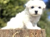 Orji̇nal Maltese Terri̇er Bebekleri̇mi̇z