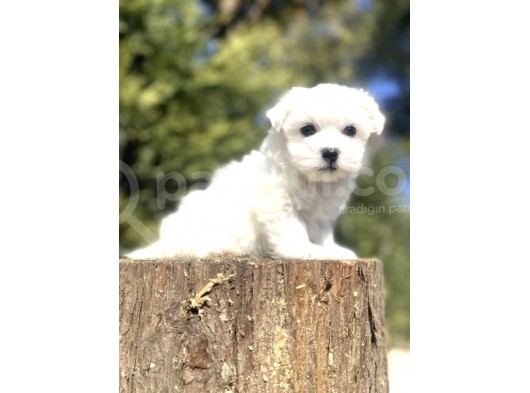 Orji̇nal Maltese Terri̇er Bebekleri̇mi̇z görsel