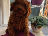 Ev Ortamında Büyüyen Toypoodle Yavrular
