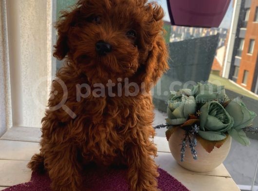 Ev Ortamında Büyüyen Toypoodle Yavrular görsel