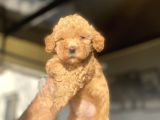 A Kali̇te Poodle Bebekler Çi̇ftli̇ği̇mi̇zden