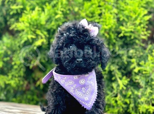 Black Nadir Renk Toy Poodle Yavrular görsel