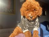 Muhteşem Toypoodle Bebekler