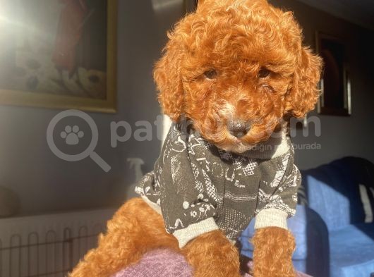 Muhteşem Toypoodle Bebekler görsel