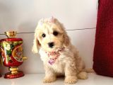 Dizayn Irk Sevimli Maltipoo Yavrular