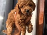 Karamelll.toypoodle’ın Bebekleri