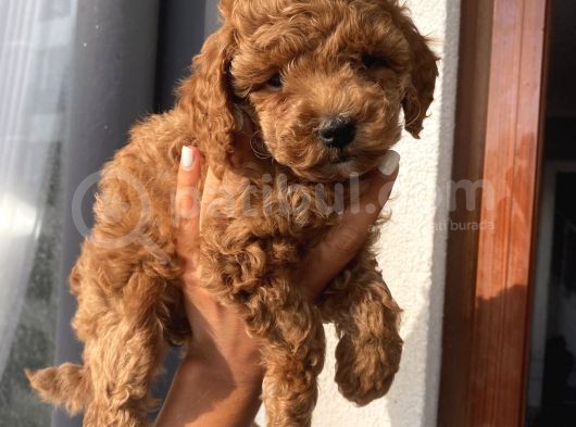 Karamelll.toypoodle’ın Bebekleri görsel