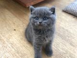 British Longhair