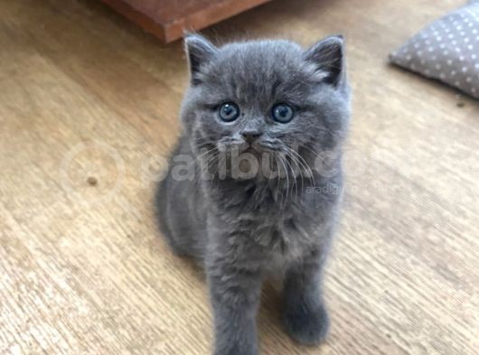 British Longhair görsel