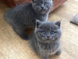 British Longhair