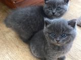 British Longhair