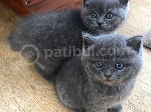 British Longhair görsel
