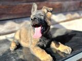 Erkek Dişi Sable Alman Çoban Köpeği Yavruları