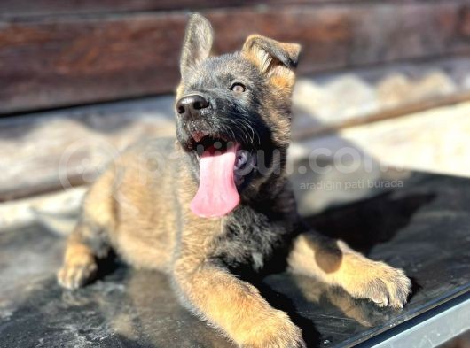 Erkek Dişi Sable Alman Çoban Köpeği Yavruları