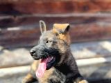 Erkek Dişi Sable Alman Çoban Köpeği Yavruları