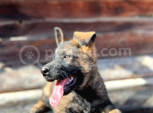 Erkek Dişi Sable Alman Çoban Köpeği Yavruları görsel