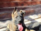 Erkek Dişi Sable Alman Çoban Köpeği Yavruları